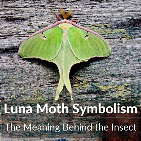 luna moth tattoo|what do luna moths symbolize.